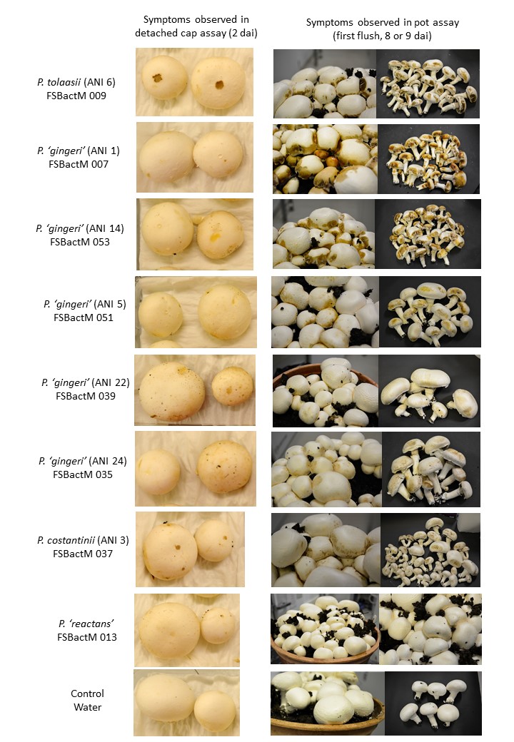 Mushroom cap test vs pot test - symptoms of blotch